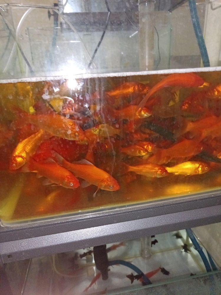 紅龍魚燈管在哪里可以購買：北京地區可購買紅龍魚燈管