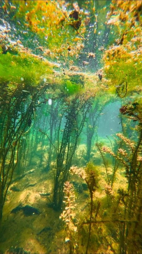 水下拍攝手機有哪些型號推薦：支持水下拍攝的手機型號集中在具備ip68/ip69級防水認證的機型
