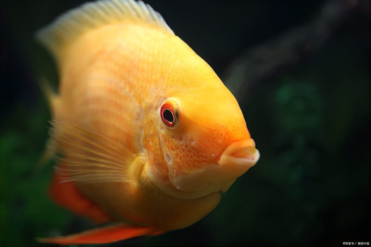龍魚白霉病復(fù)發(fā)怎么辦？：六角恐龍魚身上有白斑怎么辦語文小青苗六角恐龍魚身上有白斑怎么辦