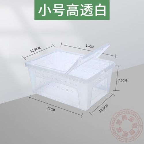 如何選擇適合六角龍的魚缸：六角恐龍魚長大了,一個好有活力好奇發,