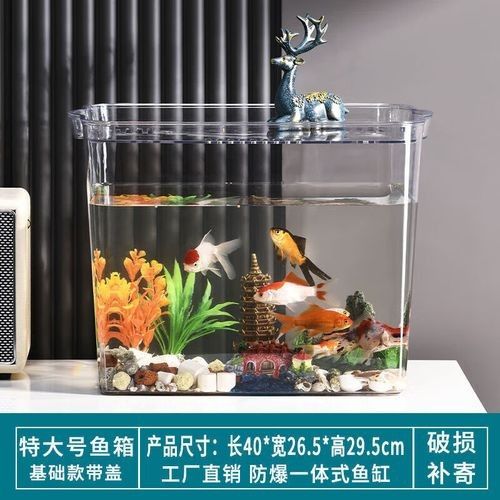 如何選擇適合六角龍的魚缸：六角恐龍魚長大了,一個好有活力好奇發,