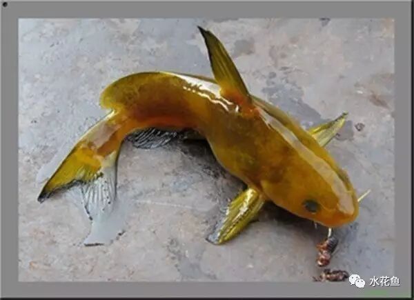 龍魚粘液過多如何治療？：龍魚粘液過多會自愈嗎 龍魚粘液過多如何治療？：龍魚粘液過多會自愈嗎 龍魚百科 第2張