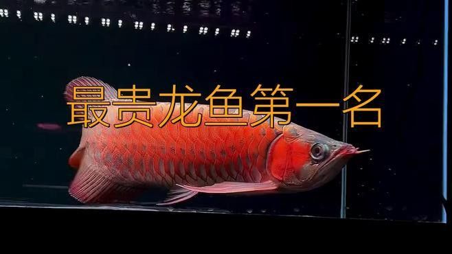 高端紅龍有哪些收藏價值：中國最貴紅龍魚7000萬課課飛飛昆明紅龍魚祥龍魚場