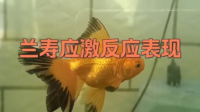 如何判斷底層魚是否適應(yīng)龍魚缸環(huán)境：判斷底層魚是否適應(yīng)龍魚缸環(huán)境需綜合觀察行為、體表特征及互動狀態(tài)