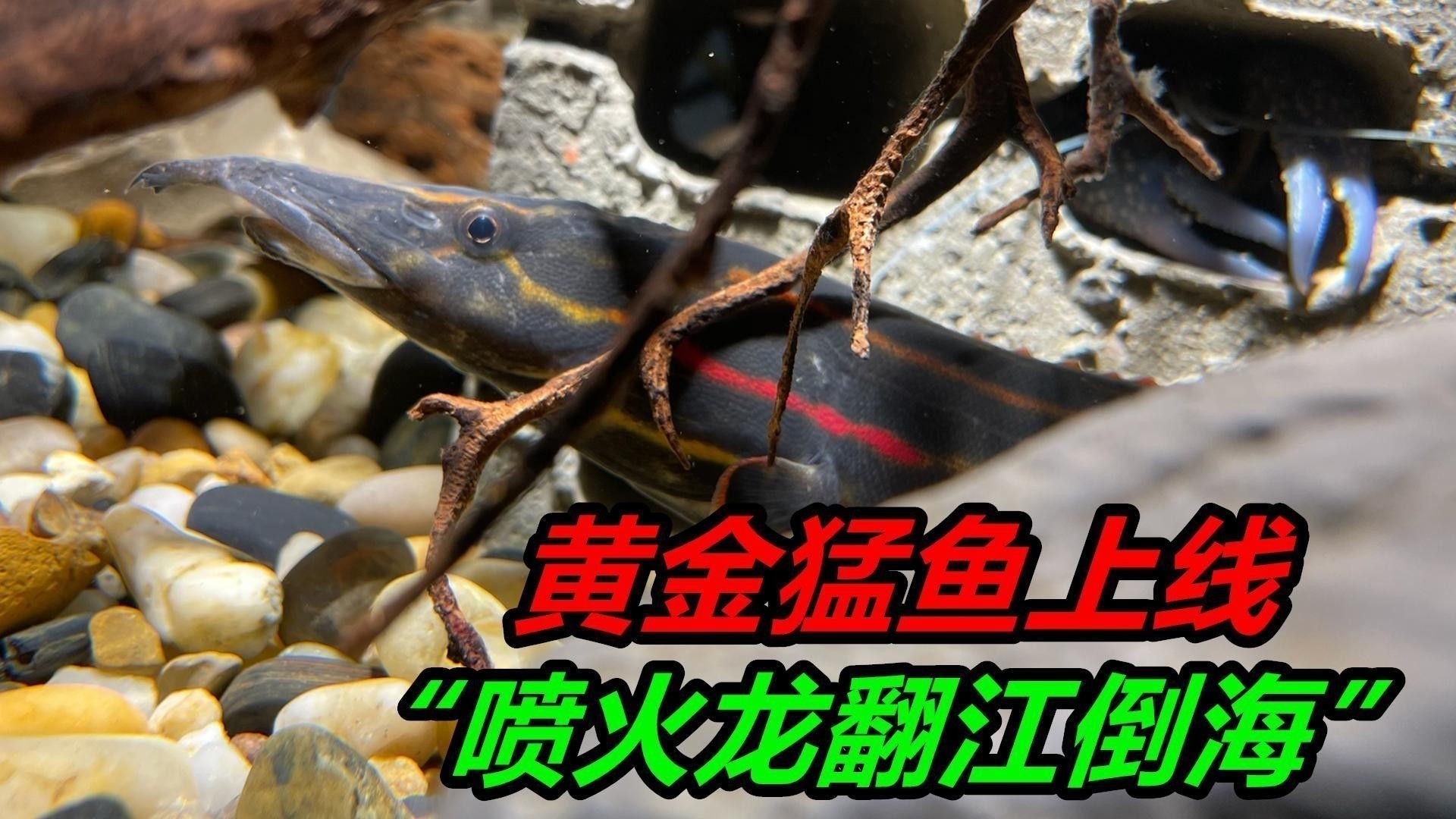 如何判斷底層魚是否適應(yīng)龍魚缸環(huán)境：判斷底層魚是否適應(yīng)龍魚缸環(huán)境需綜合觀察行為、體表特征及互動狀態(tài)