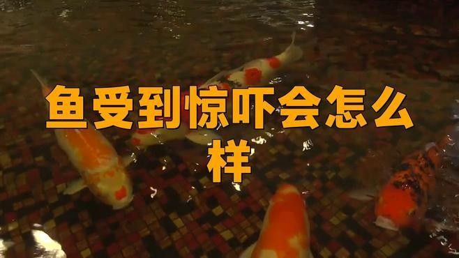 如何判斷底層魚是否適應(yīng)龍魚缸環(huán)境：判斷底層魚是否適應(yīng)龍魚缸環(huán)境需綜合觀察行為、體表特征及互動狀態(tài)