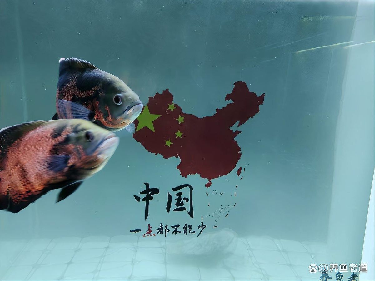 如何判斷底層魚是否適應(yīng)龍魚缸環(huán)境：判斷底層魚是否適應(yīng)龍魚缸環(huán)境需綜合觀察行為、體表特征及互動狀態(tài)