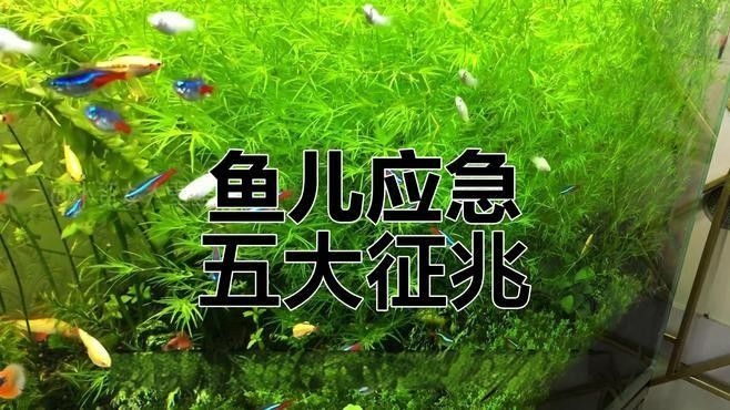 如何判斷底層魚是否適應(yīng)龍魚缸環(huán)境：判斷底層魚是否適應(yīng)龍魚缸環(huán)境需綜合觀察行為、體表特征及互動狀態(tài)