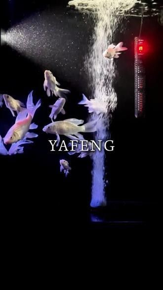 如何設置蝴蝶鯉的躲避空間：蝴蝶鯉怎么躲避空間