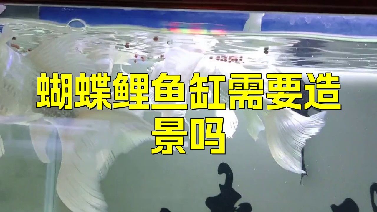 如何設置蝴蝶鯉的躲避空間：蝴蝶鯉怎么躲避空間