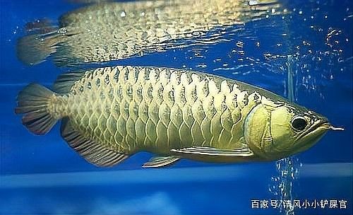 龍魚受驚后多久會恢復正常：龍魚受驚后恢復時間因受驚程度和個體差異而有所不同