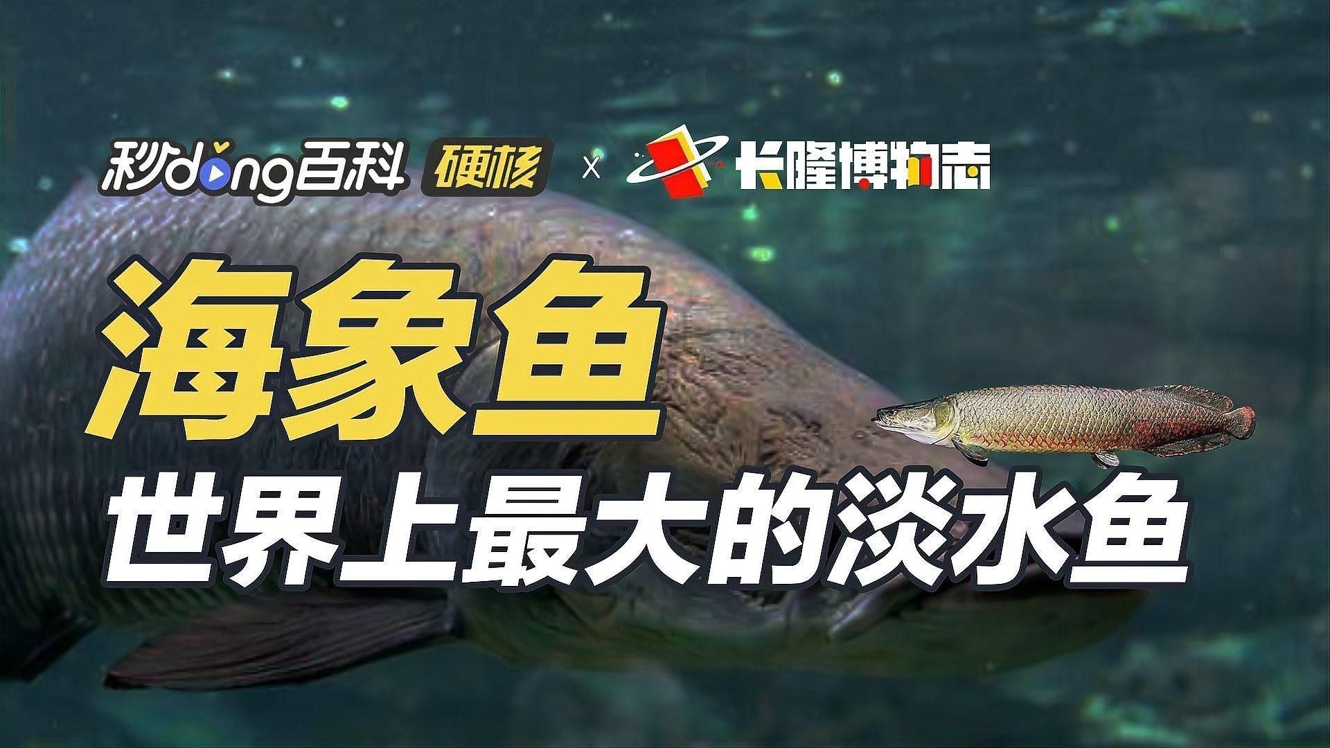 海象魚和龍魚爭斗會持續(xù)多久？：海象魚與龍魚的爭斗