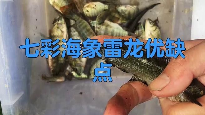 海象魚和龍魚爭斗會持續(xù)多久？：海象魚與龍魚的爭斗