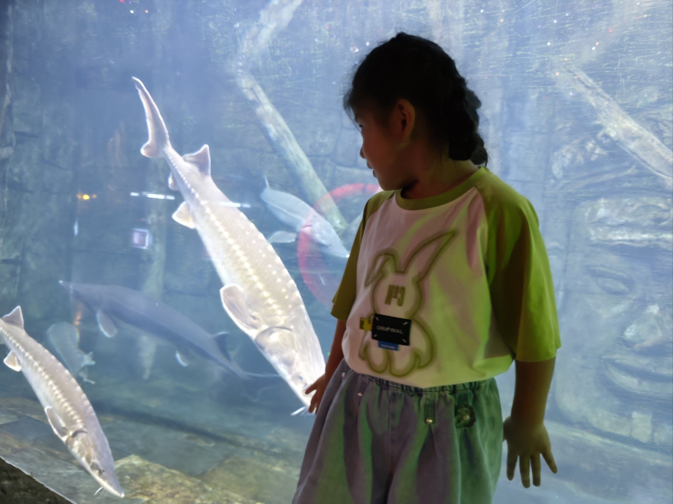 張家港哪個水族館龍魚好？祥龍魚場龍魚：張家港市有以下水族館和店鋪可供觀賞或購買龍魚 張家港哪個水族館龍魚好？祥龍魚場龍魚：張家港市有以下水族館和店鋪可供觀賞或購買龍魚 龍魚百科 第2張
