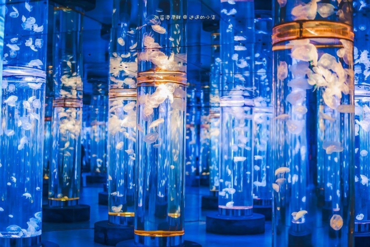 張家港哪個水族館龍魚好？祥龍魚場龍魚：張家港市有以下水族館和店鋪可供觀賞或購買龍魚 張家港哪個水族館龍魚好？祥龍魚場龍魚：張家港市有以下水族館和店鋪可供觀賞或購買龍魚 龍魚百科 第1張