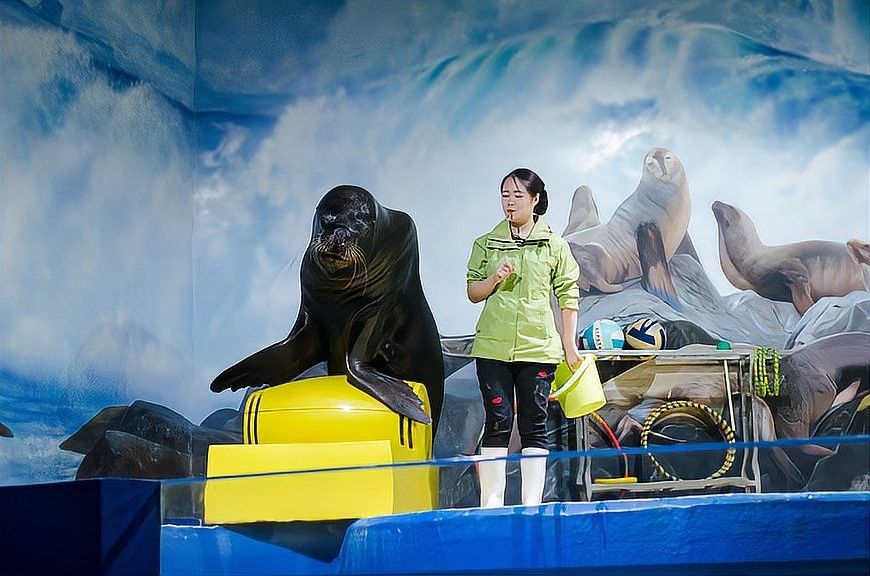 張家港哪個水族館龍魚好？祥龍魚場龍魚：張家港市有以下水族館和店鋪可供觀賞或購買龍魚 張家港哪個水族館龍魚好？祥龍魚場龍魚：張家港市有以下水族館和店鋪可供觀賞或購買龍魚 龍魚百科 第6張