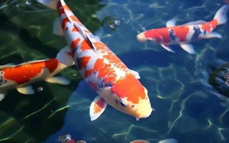 龍魚眼睛有白色凸起如何判斷病因？，龍魚眼睛出現白色凸起可能是由多種原因引起的，要準確判斷病因
