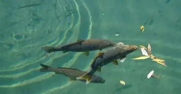 龍魚在淡水中的適應性如何：養殖龍魚需要注意什么