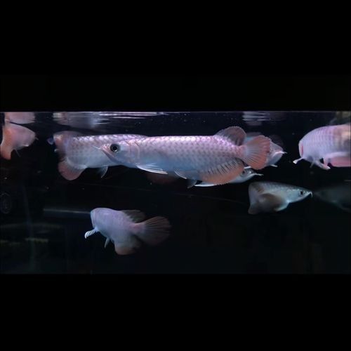給我一些新加坡紅龍魚高清圖片：富媒體素材庫中未收錄新加坡紅龍魚的高清圖片資源