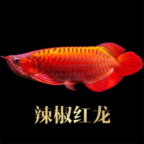 給我一些新加坡紅龍魚高清圖片：富媒體素材庫中未收錄新加坡紅龍魚的高清圖片資源