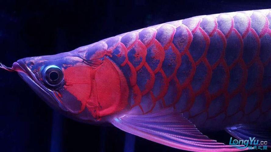 給我一些新加坡紅龍魚高清圖片：富媒體素材庫中未收錄新加坡紅龍魚的高清圖片資源
