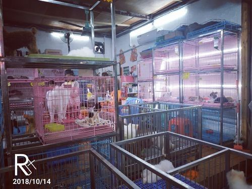 廣州龍魚市場的價格范圍是多少：廣州龍魚市場的價格范圍因品種、品相和規格差異大