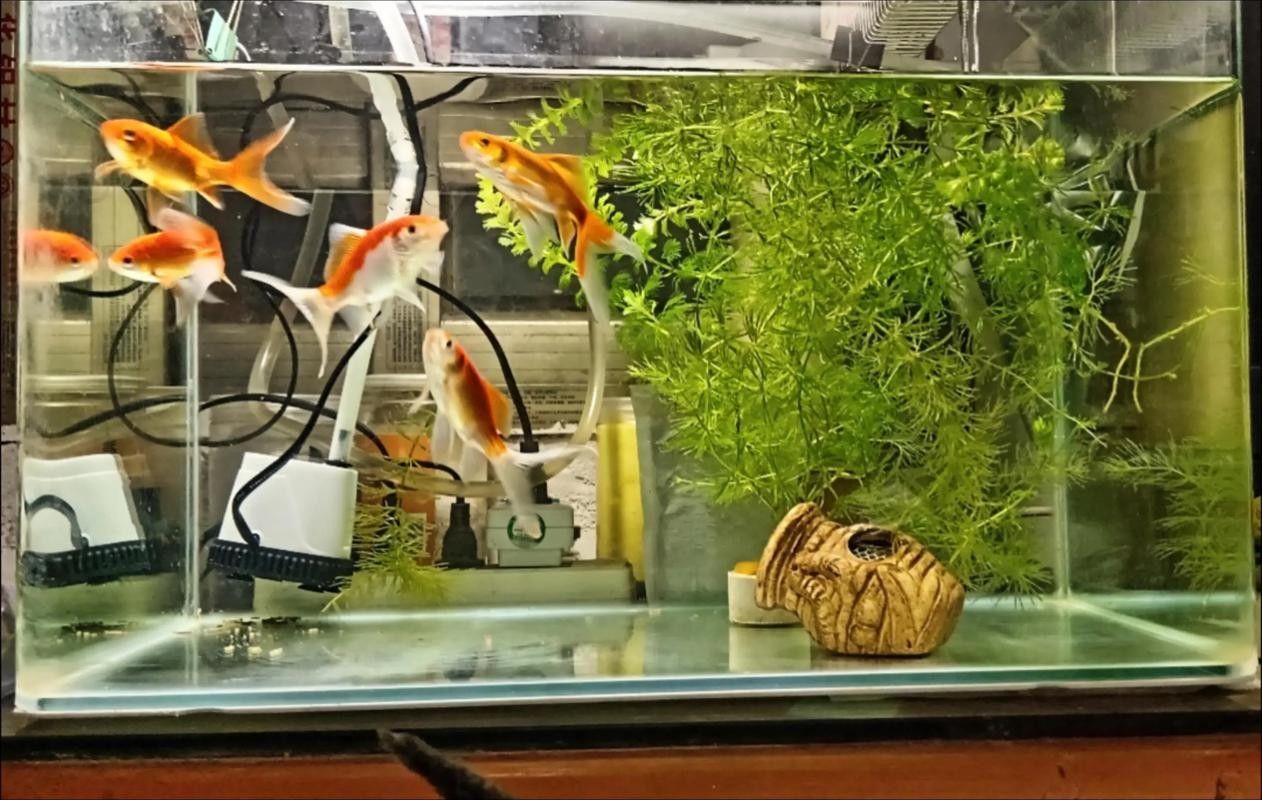 推薦一些更多混養清潔魚品種：清潔魚品種推薦