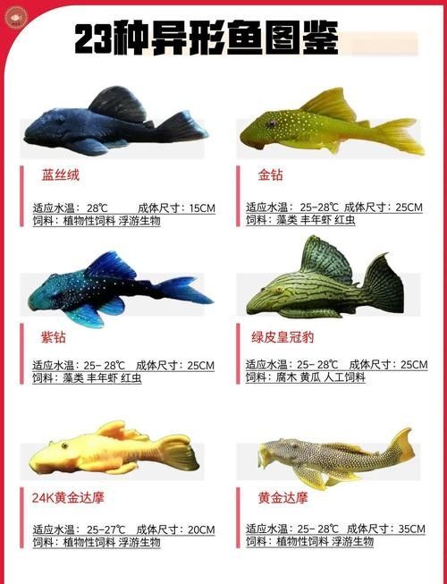 推薦一些更多混養清潔魚品種：清潔魚品種推薦