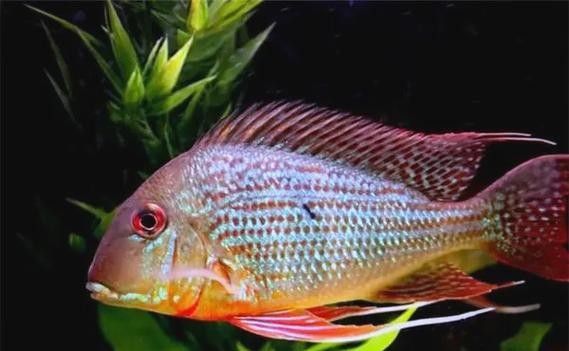 推薦一些更多混養清潔魚品種：清潔魚品種推薦