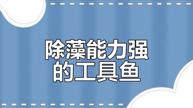 推薦一些更多混養清潔魚品種：清潔魚品種推薦