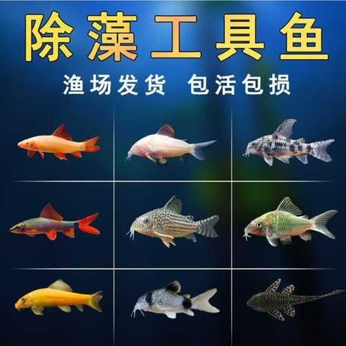 推薦一些更多混養清潔魚品種：清潔魚品種推薦