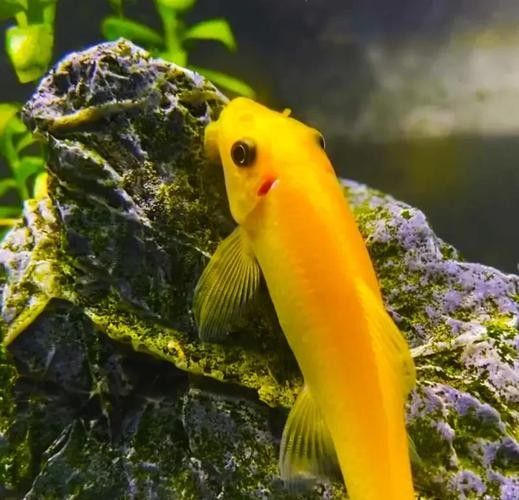 推薦一些更多混養清潔魚品種：清潔魚品種推薦