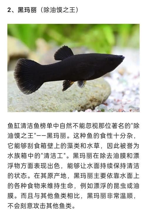 推薦一些更多混養清潔魚品種：清潔魚品種推薦