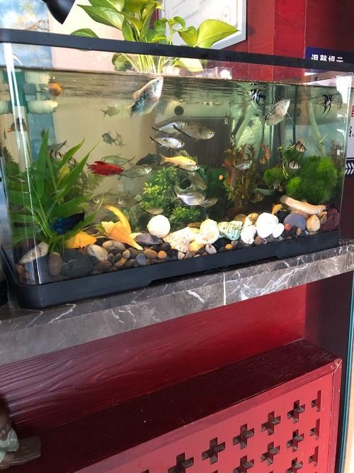 推薦一些更多混養清潔魚品種：清潔魚品種推薦
