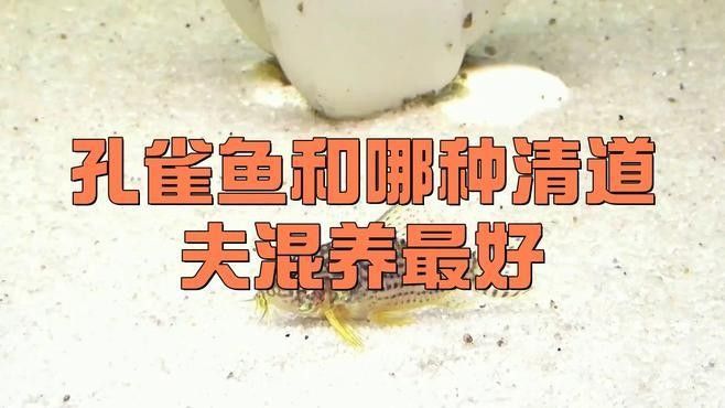 龍魚怎么上色快些視頻：如何幫助您的龍魚快速上色