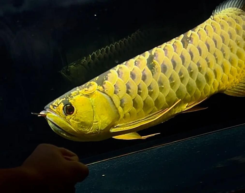 炮彈頭金龍魚有哪些規格：炮彈頭金龍魚有哪些改良品種
