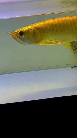 炮彈頭金龍魚有哪些規格：炮彈頭金龍魚有哪些改良品種