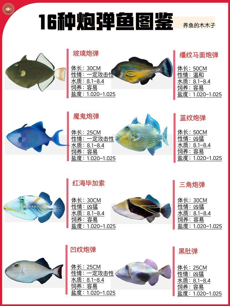 炮彈頭金龍魚有哪些規格：炮彈頭金龍魚有哪些改良品種