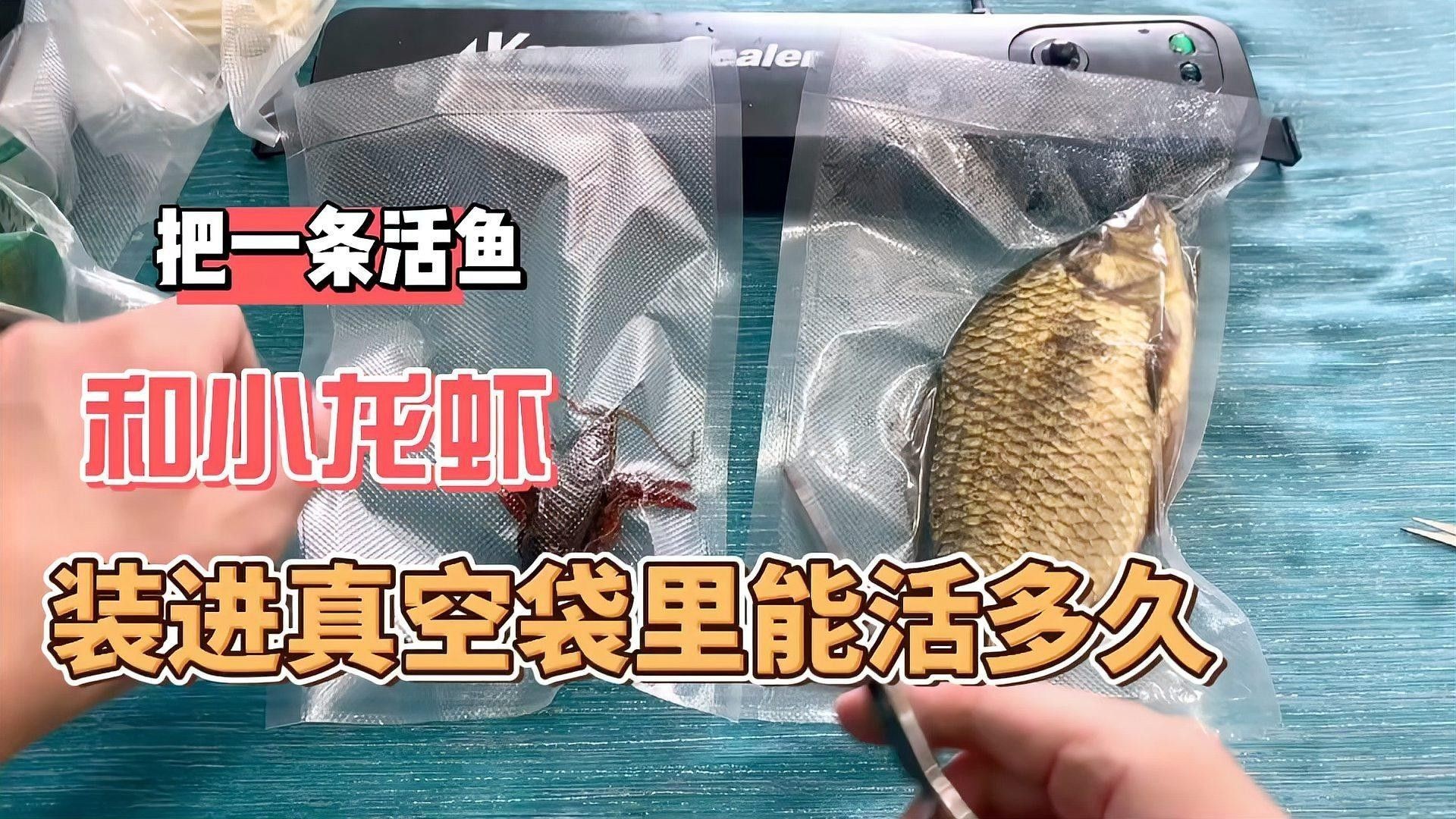 龍魚打包袋如何選擇：活魚袋怎么選 龍魚打包袋如何選擇：活魚袋怎么選 龍魚百科 第6張