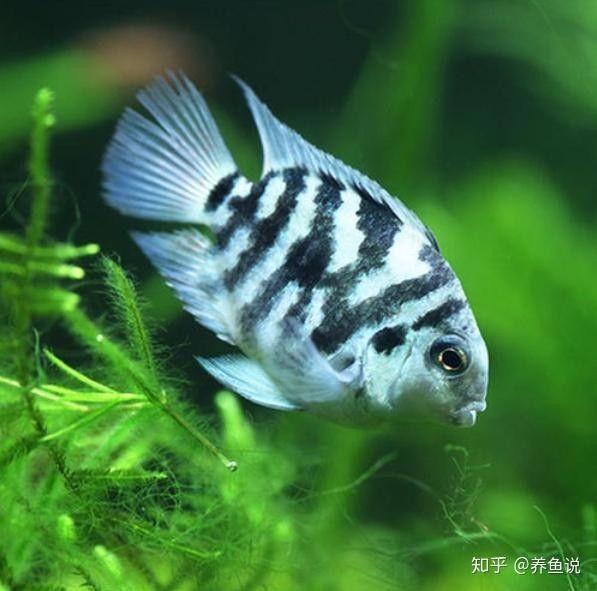 如何預防龍魚身上發白：龍魚體表發白可能由多種原因引起，包括白點病、水質問題或細菌感染等 如何預防龍魚身上發白：龍魚體表發白可能由多種原因引起，包括白點病、水質問題或細菌感染等 龍魚百科 第11張