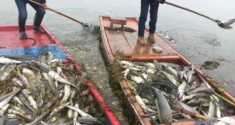 哪些行為屬于非法放生？：放生2.5萬(wàn)斤鲇魚(yú)被起訴揭露不規(guī)范放生背后的亂象