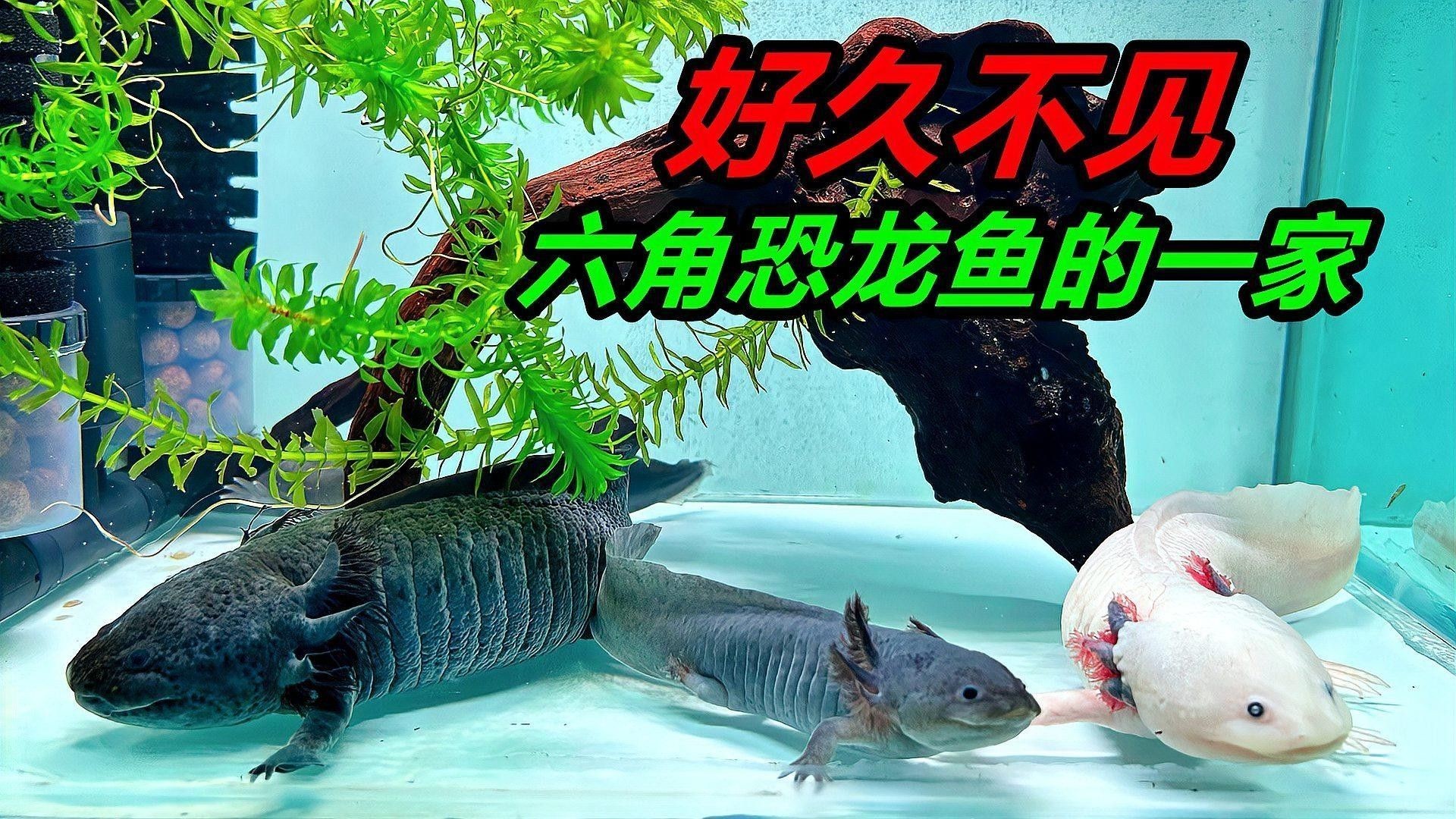 恐龍魚繁殖期間需要喂食嗎：六角恐龍魚在繁殖期間的喂食需求需求根據(jù)具體階段調(diào)整