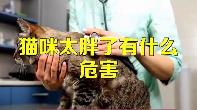 龍貓超重有哪些潛在風險？：龍貓體重管理直接影響健康壽命 龍貓超重有哪些潛在風險？：龍貓體重管理直接影響健康壽命 龍魚百科 第1張