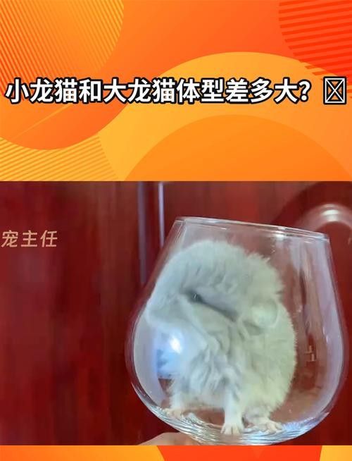 龍貓超重有哪些潛在風險？：龍貓體重管理直接影響健康壽命 龍貓超重有哪些潛在風險？：龍貓體重管理直接影響健康壽命 龍魚百科 第5張