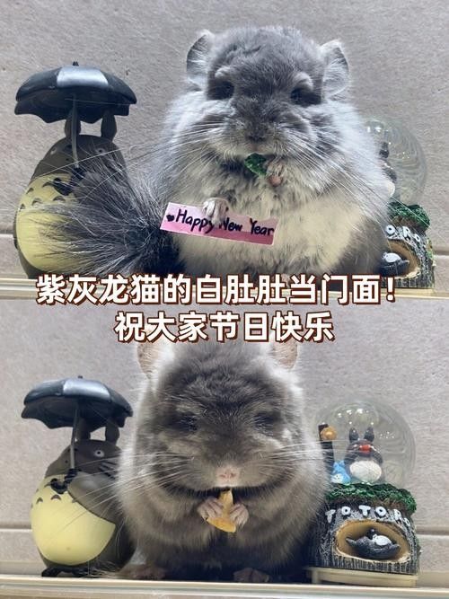 龍貓超重有哪些潛在風險？：龍貓體重管理直接影響健康壽命 龍貓超重有哪些潛在風險？：龍貓體重管理直接影響健康壽命 龍魚百科 第4張