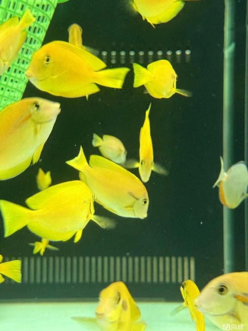 58同城龍魚轉(zhuǎn)讓有成功案例嗎？：58同城龍魚轉(zhuǎn)讓案例確實(shí)存在但需注意以下分類特征 58同城龍魚轉(zhuǎn)讓有成功案例嗎？：58同城龍魚轉(zhuǎn)讓案例確實(shí)存在但需注意以下分類特征 龍魚百科 第1張