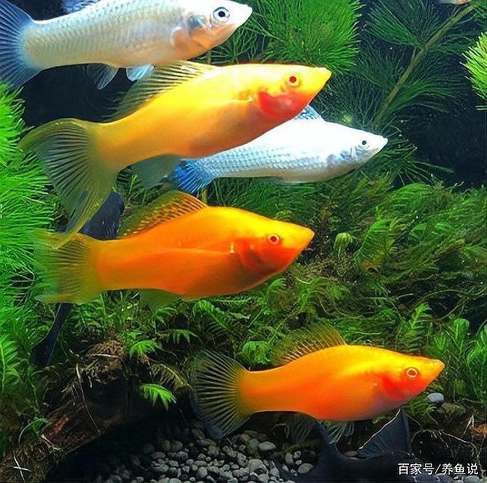 如何分離親魚以避免吞食魚卵？：如何防止母魚吃小魚苗