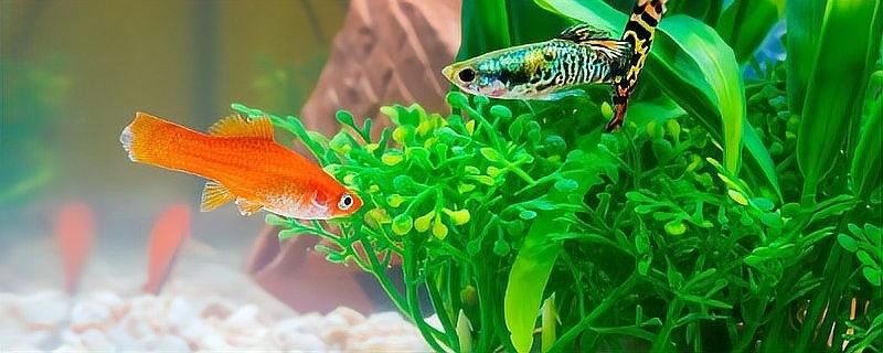 如何分離親魚以避免吞食魚卵？：如何防止母魚吃小魚苗
