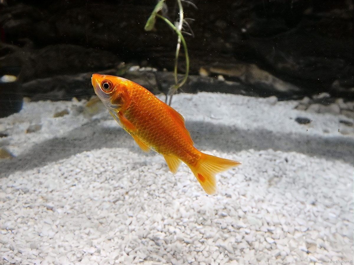 如何分離親魚以避免吞食魚卵？：如何防止母魚吃小魚苗