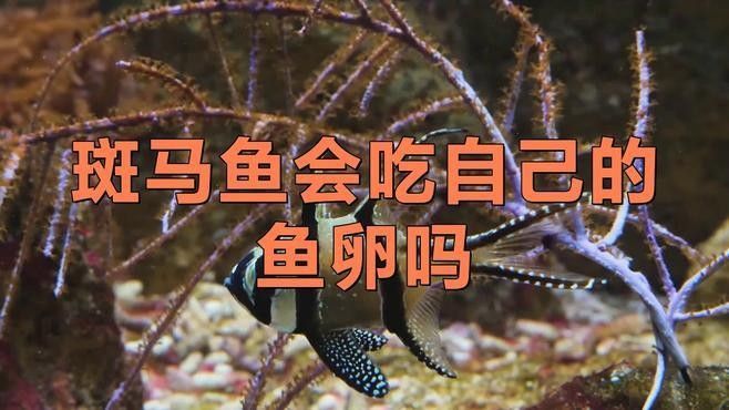 如何分離親魚以避免吞食魚卵？：如何防止母魚吃小魚苗